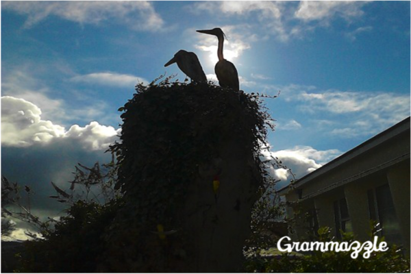 La migración de las aves en Reino Unido - Grammazzle